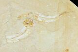 Three Cretaceous Fossil Fishes (Gaudryella) - Lebanon #162817-2
